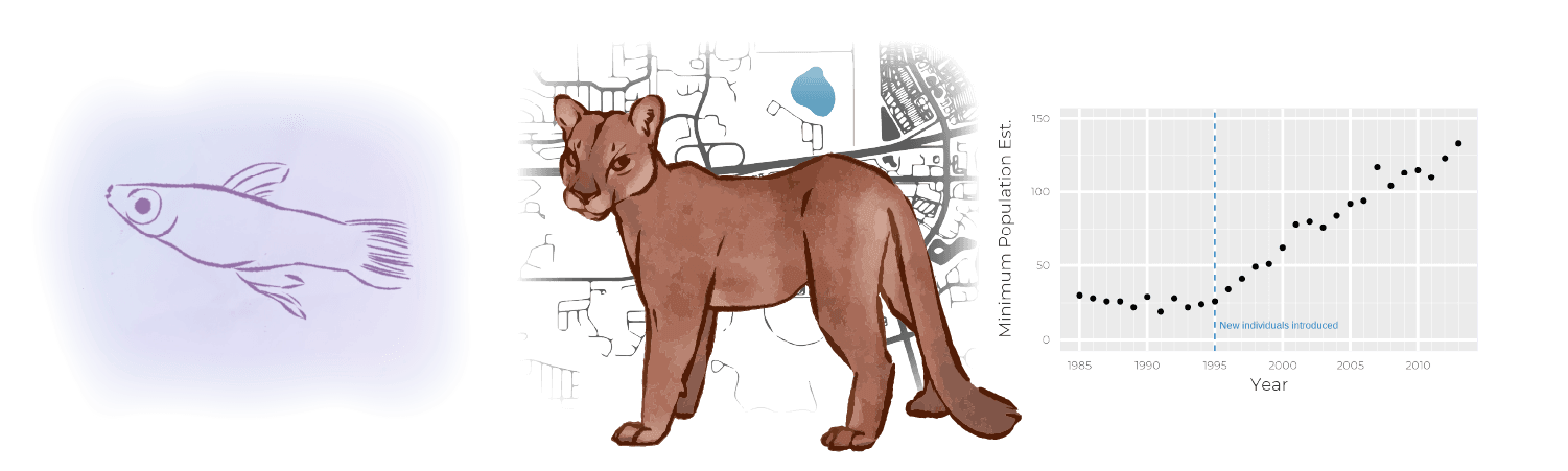 Preventing extinction through gene flow